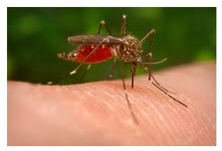 West Nile Virus Hits Nearby Area