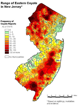 New Jersey wildlife officers will attempt to lure, kill aggressive coyote  in Mansfield Township 