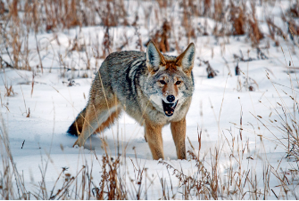Police: South Jersey man attacked by coyote on popular trail