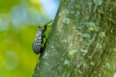 Photo of an adult spotted lanternfly, courtesy of agriculture.delaware.gov