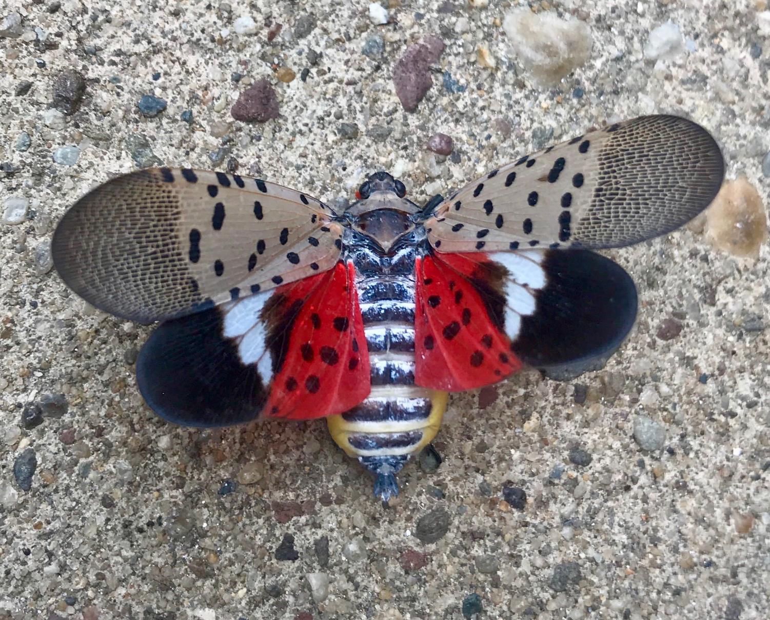 Spotted Lanternflies: An Agricultural Menace – The Paw Newspaper