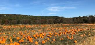 Ort Farms pumpkin patch (Ort Farms) 