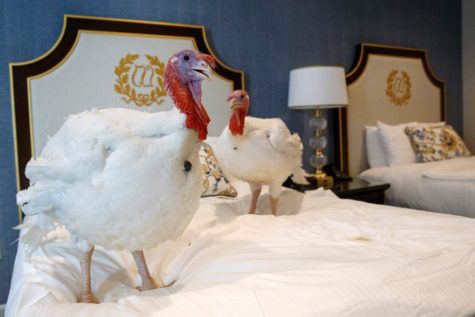 Turkeys by the name of Bread and Butter, hang out in their hotel room at the Willard InterContinental Hotel in downtown D.C. ahead of the classic Thanksgiving pardoning.