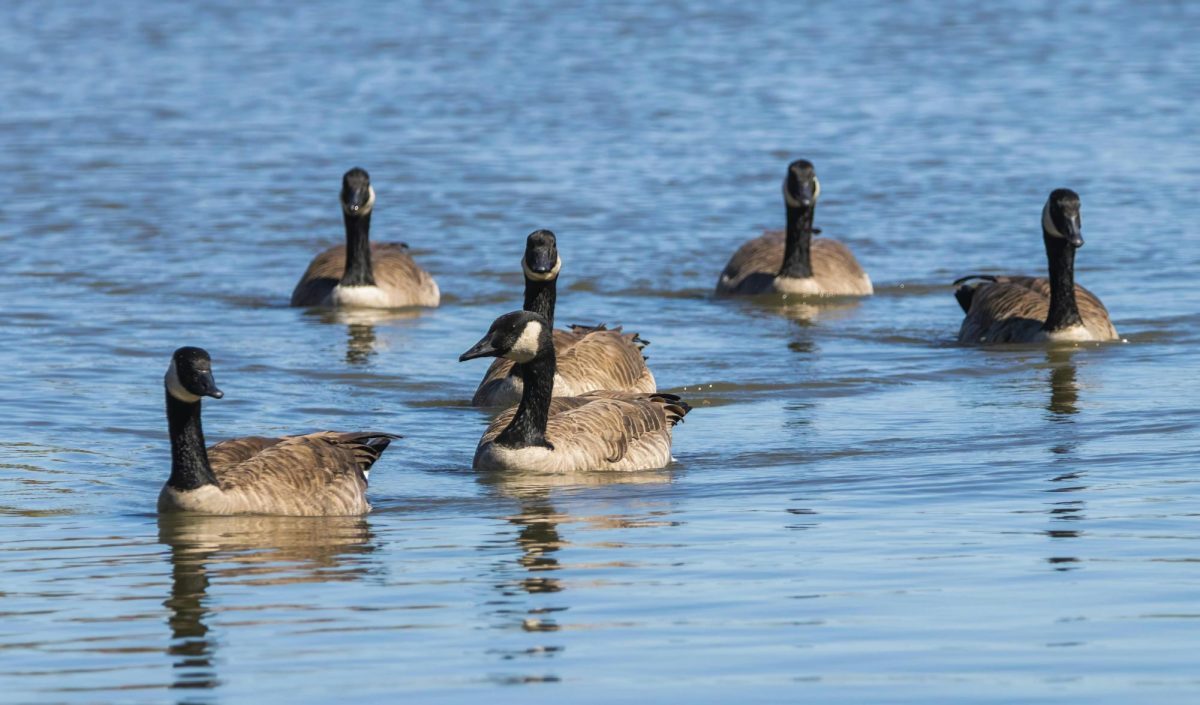 A photo of swimming Canada Geese.