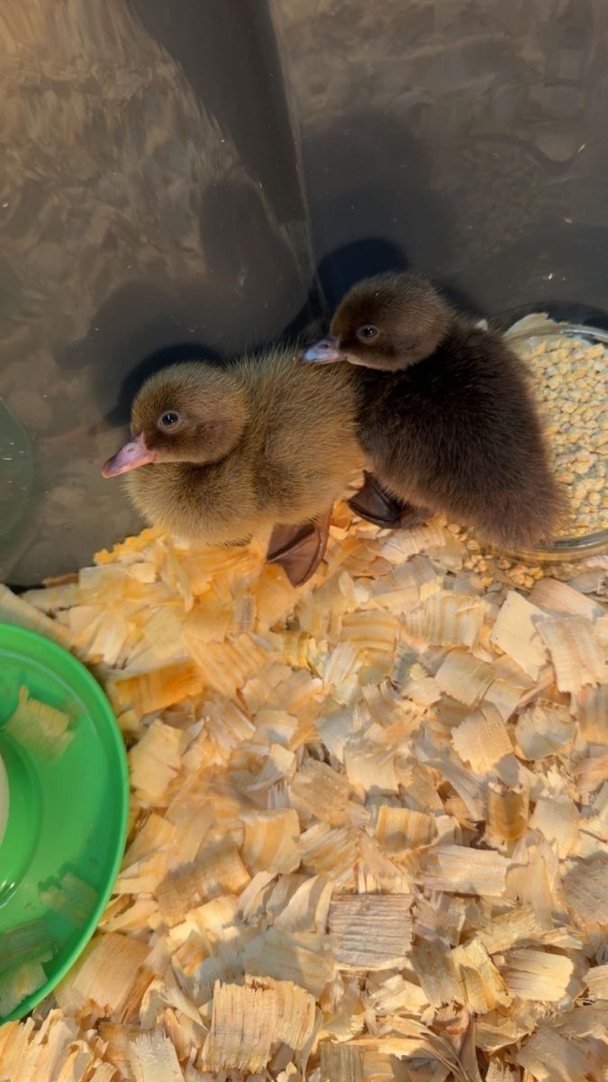 The ducks in their new temporary home made by Mr. Lawrence and his classes