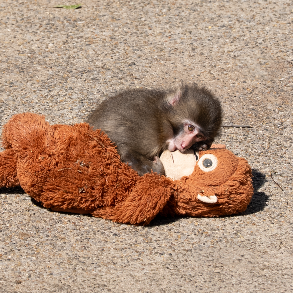 Punch the monkey seen cuddling his stuffed orangutan
