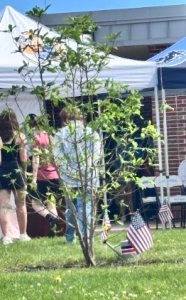The magnolia virginiana that was honored during the ceremony as a symbol of the veterans